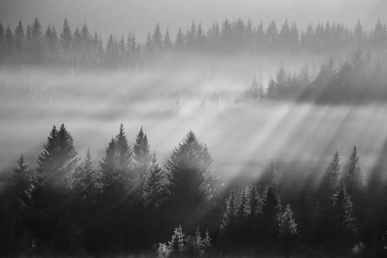 Skog